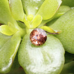 Natural Brown Zircon - 1.64Carat - Sapphirepal