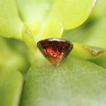 Natural Brown Zircon - 1.64Carat - Sapphirepal